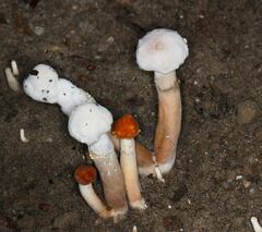 Hypomyces