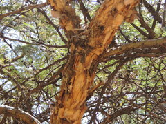 Vachellia abyssinica
