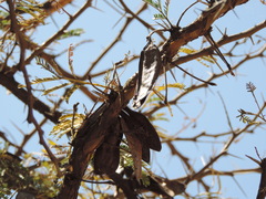 Vachellia abyssinica