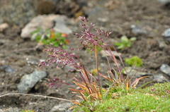 Agrostis alpina