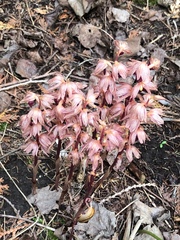 Corallorhiza striata