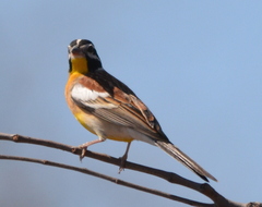 Emberiza flaviventris kalaharica
