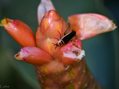 Pseudomops interceptus