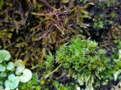 Bryum gemmiferum