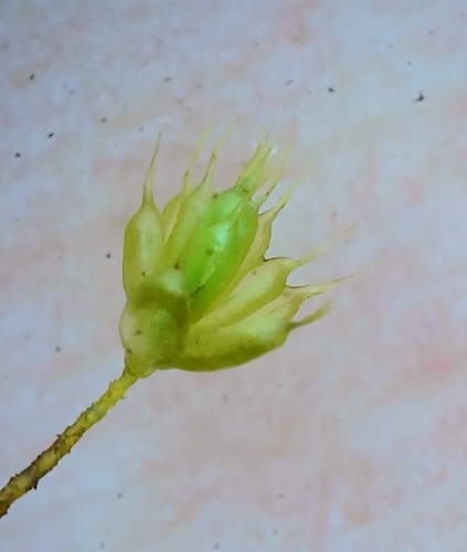 Myuriaceae image