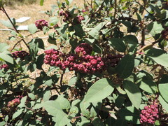 Phytolacca dodecandra image