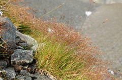 Agrostis rupestris