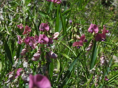 Lathyrus heterophyllus
