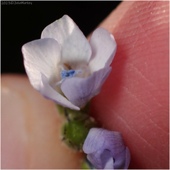 Gilia