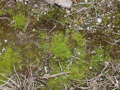 Pseudocrossidium hornschuchianum