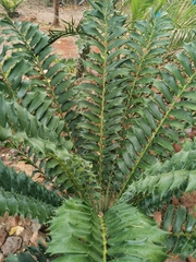 Encephalartos ferox