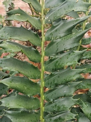 Encephalartos ferox