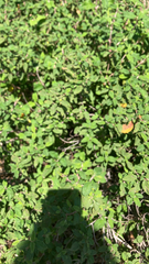 Cistus salviifolius