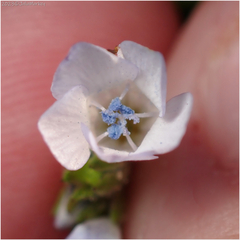 Gilia
