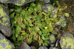 Doronicum clusii