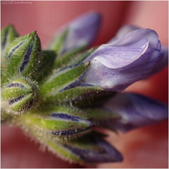 Gilia