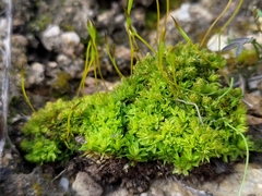 Tortula subulata