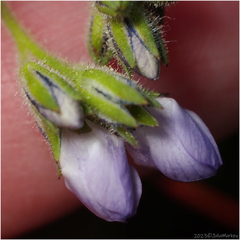 Gilia