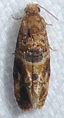 Lobesia aeolopa