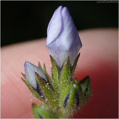 Gilia