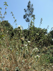 Leucas