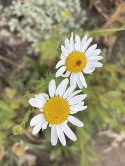 Tripleurospermum inodorum