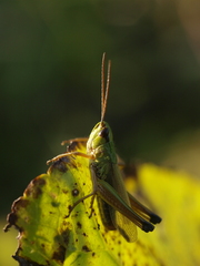 Pseudochorthippus montanus