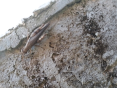 Abracris dilecta