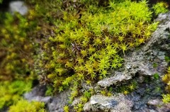 Vinealobryum vineale