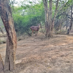 Rusa unicolor