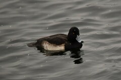 Aythya fuligula