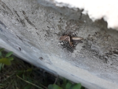 Abracris dilecta
