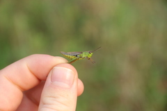Pseudochorthippus montanus