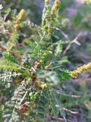 Sarcopoterium spinosum