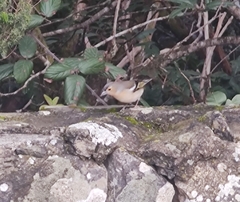 Fringilla coelebs canariensis