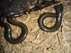 Liotyphlops albirostris