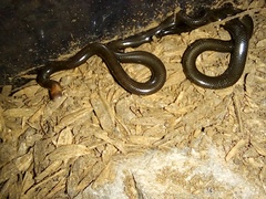 Liotyphlops albirostris