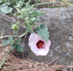 Pavonia cymbalaria