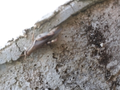 Abracris dilecta