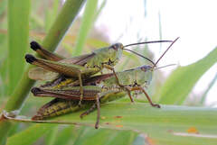 Pseudochorthippus montanus