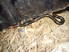 Liotyphlops albirostris