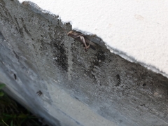 Abracris dilecta