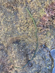 Eulalia