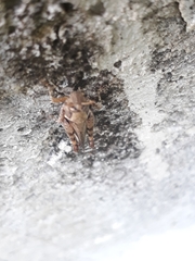 Abracris dilecta