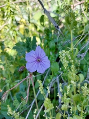 Erodium gruinum