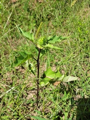 Datura stramonium