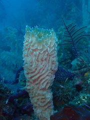Callyspongia plicifera