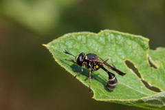 Physocephala