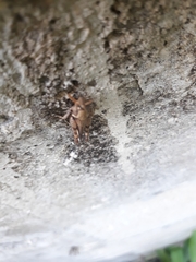 Abracris dilecta