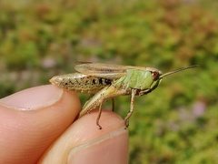 Pseudochorthippus montanus